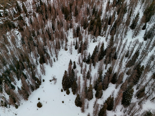 Wallpaper Mural forest in Chamois alpine village aerial view in winter season Torontodigital.ca