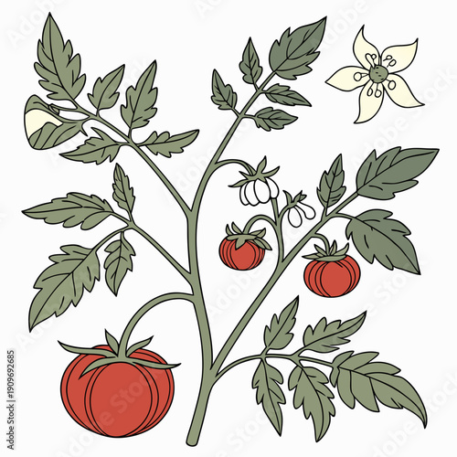 A detailed illustration of a tomato plant with ripe red tomatoes and green leaves.