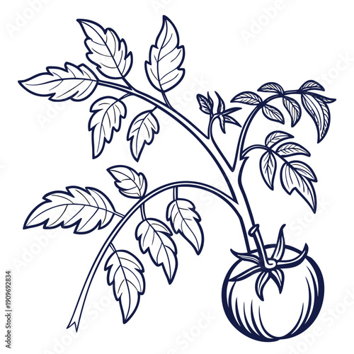 A detailed illustration of a tomato plant with leaves and a ripe tomato.