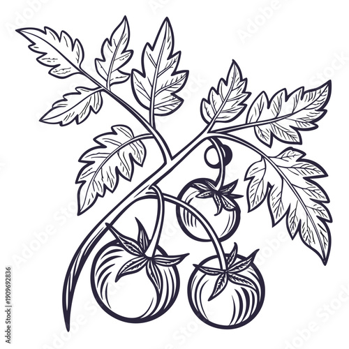 A detailed illustration of a plant with three cherries and leaves.