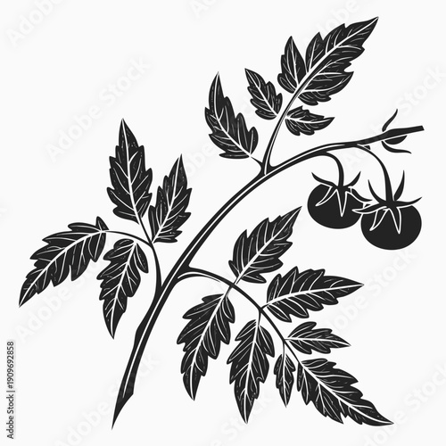 A detailed illustration of a tomato plant with ripe tomatoes and green leaves.