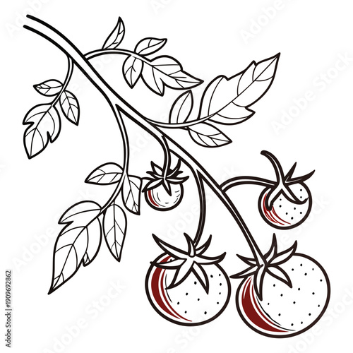 A detailed illustration of a tomato plant with ripe and unripe tomatoes.