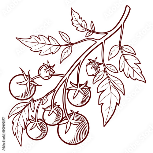 A detailed illustration of a branch with ripe tomatoes and lush green leaves.