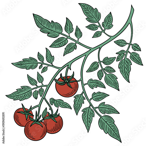 A cluster of ripe red tomatoes growing on a lush green vine