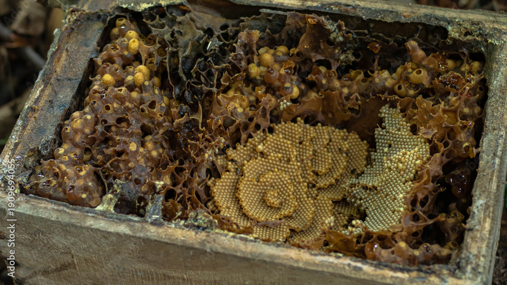 Fototapeta premium Detailed Structure of Trigona Stingless Bee Honeycomb in Wooden Hive