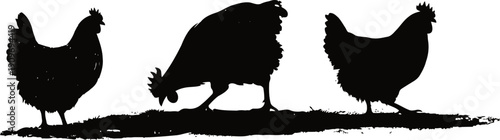 silhouettes of three chickens standing in a row with detailed shadows on a white background