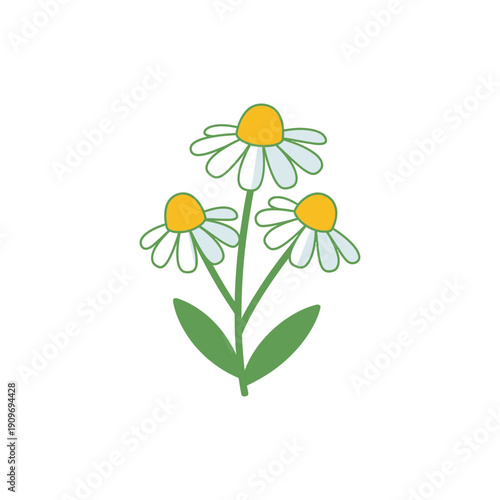 Flat Vector Illustration of Three Chamomile Flowers on Branch