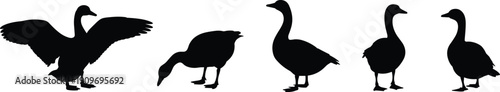 Black Goose Silhouette Set with Farm Bird Outlines and Waterfowl Poses Isolated on White Background for Poultry Logo Design Nature Art and Vector Graphics