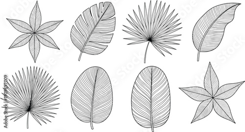 Vector illustration of diverse leaf types in black-and-white line art symbolizing botany, nature, identification, education, and decorative design