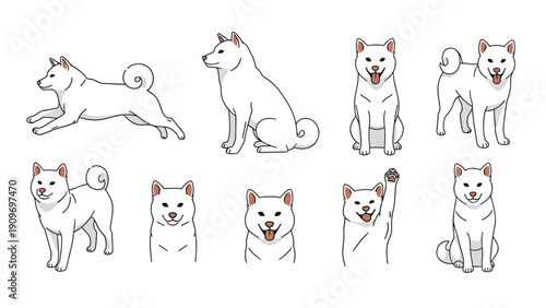 Multiple sketches of a white dog breed in various active and resting poses on a plain and simple white background.