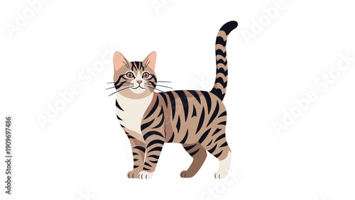 Brown tabby cat standing and looking forward with its long tail held high in the air on a plain white background.