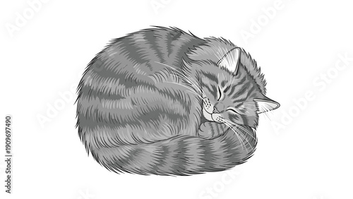 Fluffy grey tabby cat sleeping comfortably while curled up into a tight ball on a plain and simple white background.