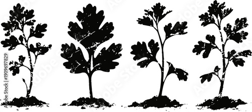 Black parsley silhouettes four different parsley leaf and stem shapes isolated on white background herb botanical leaf illustrations
