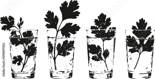 parsley sprigs soaking in clear water glasses fresh herb leaves in transparent containers