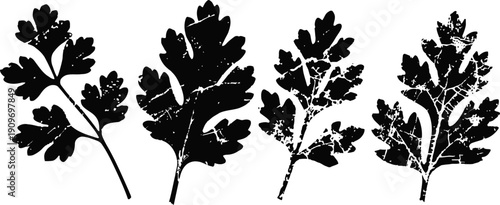 Silhouettes of four parsley leaves in distinct shapes isolated on white background for herb and nature design
