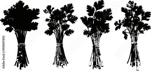 bunches of various fresh herbs tied with string, black silhouette on white background