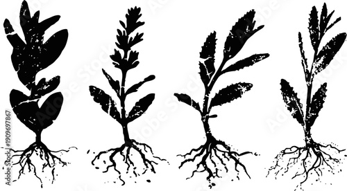 Four different plant seedlings with roots isolated on white background illustration