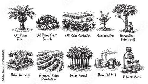 Hand-drawn illustration showing the life cycle of oil palms from seedling to mill, including tree, plantation, harvesting, and oil production. Useful for agriculture, industry, or educational content.