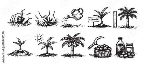 Black and white hand drawn line art illustration showing the process of planting, growth and harvest of dates, for agricultural and educational use.