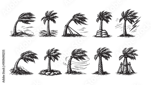 Hand-drawn illustration of various palm trees during and after a storm. Shows trees in wind, damaged roots, and supported. Vector illustration. Usable for weather, nature concepts.