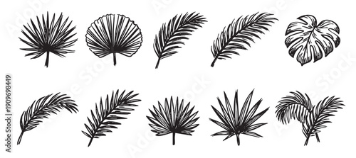Hand drawn vector illustration set of various tropical leaves: monstera, fan palm and other palms, for use in print, web design or as logo elements.