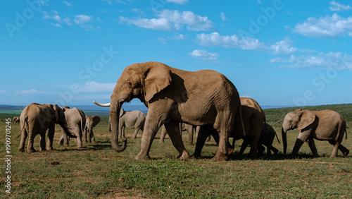 Wildlife experience in Addo Elephant Park with majestic elephants and stunning landscapes
