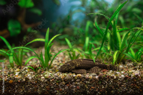 Pleco fish resting on aquarium substrate with green plants