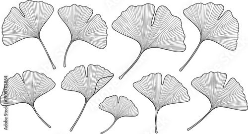 Vector illustration of ginkgo leaves in black-and-white line art symbolizing botany, nature, growth, education, and decorative design