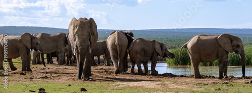 Majestic elephants at waterhole in Addo Elephant Park, South Africa, under clear skies