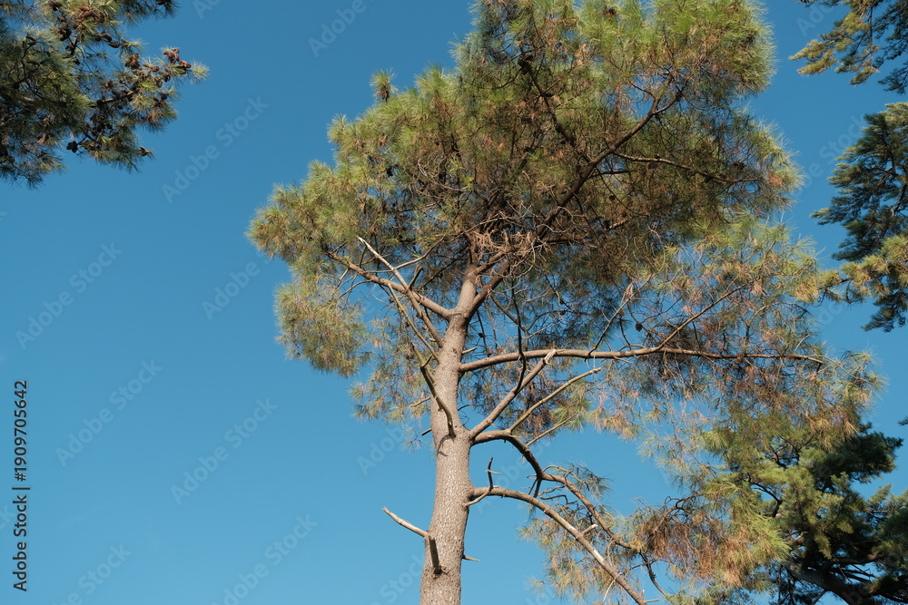 Fototapeta premium pine tree and blue sky. green pine branches on blue sky background
