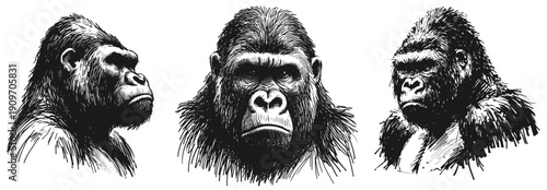 Heart of the Forest Gorilla line art drawing sketch vector hand drawn illustration svg