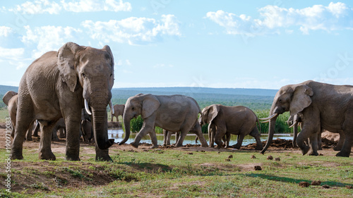 Majestic elephants thrive by the water edge in Addo Elephant Park, South Africa