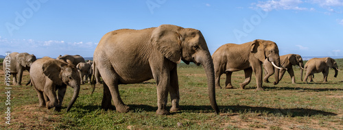 Majestic elephants roam freely in Addo Elephant Park under the African sky