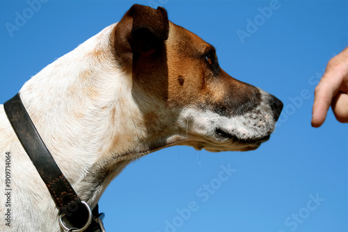 Charlotte, North Carolina,  United States. Dog learns command. 