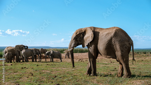 Majestic elephants gathering in Addo Elephant Park under a bright South African sky