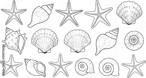 Black and white line art seashells and starfish collection nautical marine life illustration set
