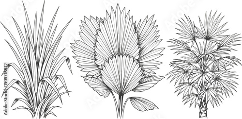 Vector illustration of palm plants in black-and-white line art symbolizing botany, tropical nature, foliage, education, and decorative design