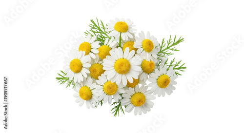Tableau sur toile Bunch of chamomile flowers PNG isolated on transparent background, delicate flor