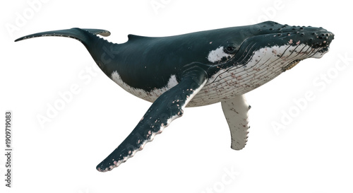 Foto Humpback whale PNG isolated on transparent background, marine mammal with distin