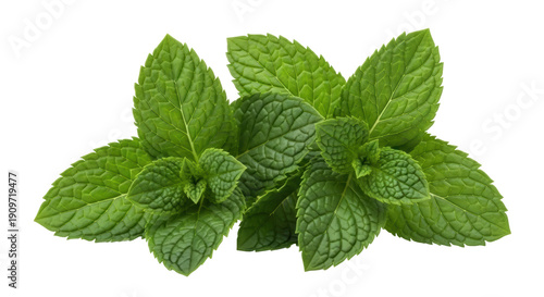фотографія Fresh green mint leaves isolated PNG, aromatic herb for culinary use and natural
