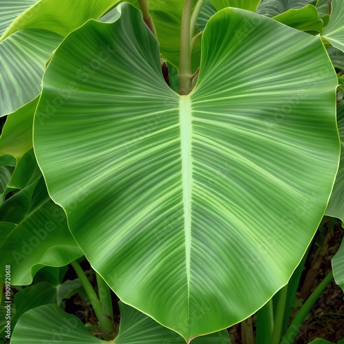 Heliconia Leaf Broad banana like with a leathery surface
