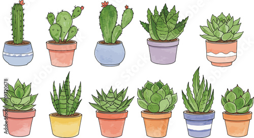 Variety of colorful potted cacti and succulents plants in different pots