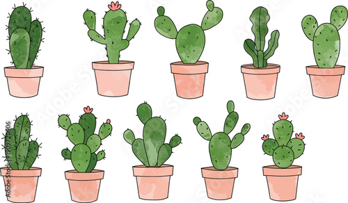 Eight different types of cacti in terracotta pots on white background