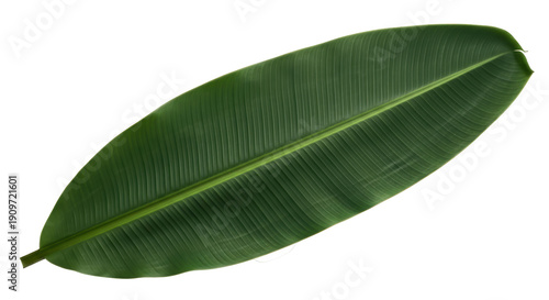 Photos Vibrant green banana leaf isolated PNG, tropical foliage for exotic designs and