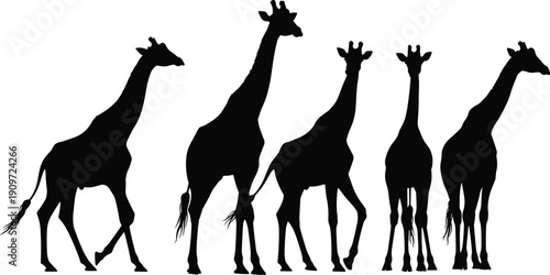 Collection, of, five, giraffe, silhouettes, in, different, standing, and, walking, poses, isolated, on, white, background, for, african, safari, wildlife, nature, and, zoo, design, projects.