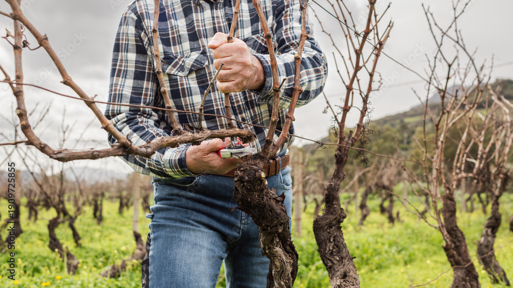 Naklejka premium Close-up of the hands of the winemaker pruning the vineyard with professional steel scissors. Traditional agriculture. Winter pruning, Guyot method.
