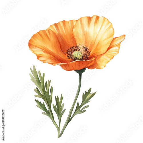 California Poppy Flower, watercolor vector painting, isolated on a white background.