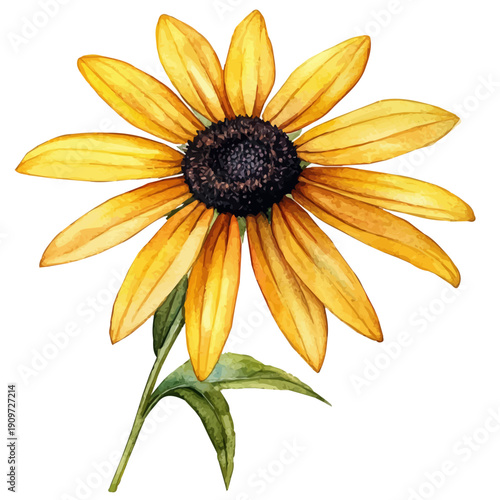 Black-eyed Susan Flower, watercolor illustration, vector, isolated on a white background.