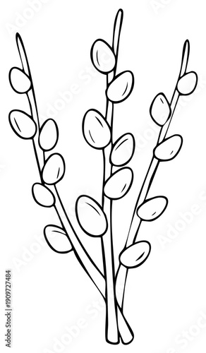 Simple Outline Drawing of Pussy Willow Branches with Fuzzy Buds in a Bunch