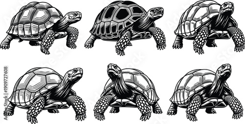 Set of Black and White Vector Illustrations Featuring Detailed Turtles and Tortoises in Various Walking and Standing Poses for Nature Wildlife Graphic Designs